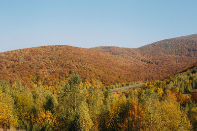 Autumn mountains colorful landscape in transcarpatia