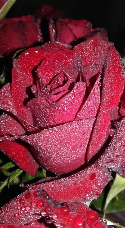 CLOSE-UP OF WET RED ROSE IN BLOOM