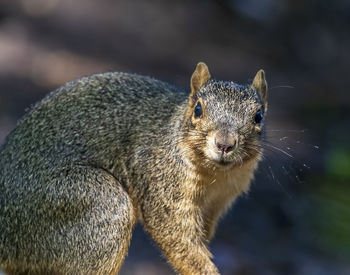 Close-up portrait of squirrel