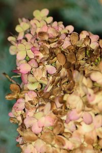 Close-up of flowers on tree