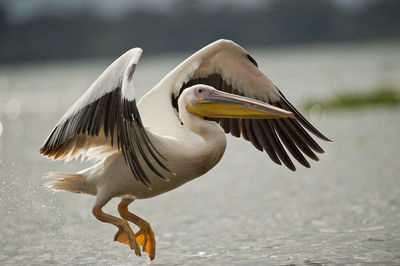 Close-up of birds flying over lake