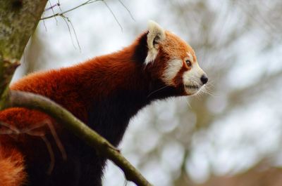 Close-up of red panda