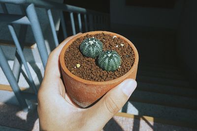 Close-up of hand holding cactus