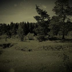 Trees against sky at night