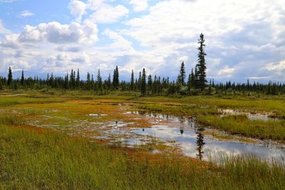Scenic view of swamp against sky