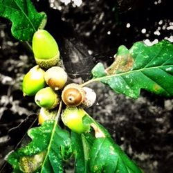 Close-up of green leaves