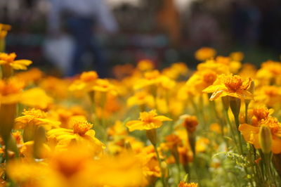 Yellow flowers blooming on field