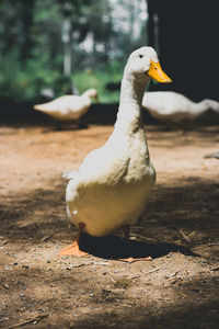 Close-up of seagull on land