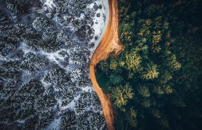 High angle view of plants by sea