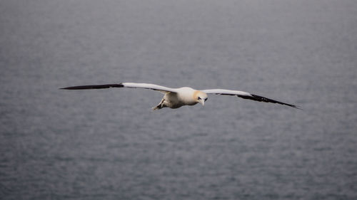 Seagull flying