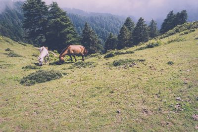 Horses grazing on landscape against mountain