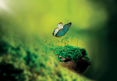 Close-up of butterfly flying over moss growing on tree trunk