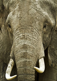 Close-up of elephant