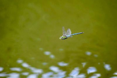 Close-up of bird flying over water
