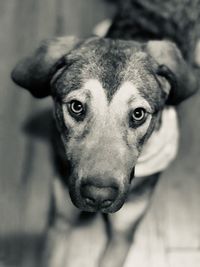 Close-up portrait of dog