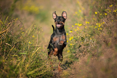 Dog running on field