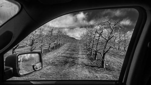 Close-up of bare tree against sky seen through window