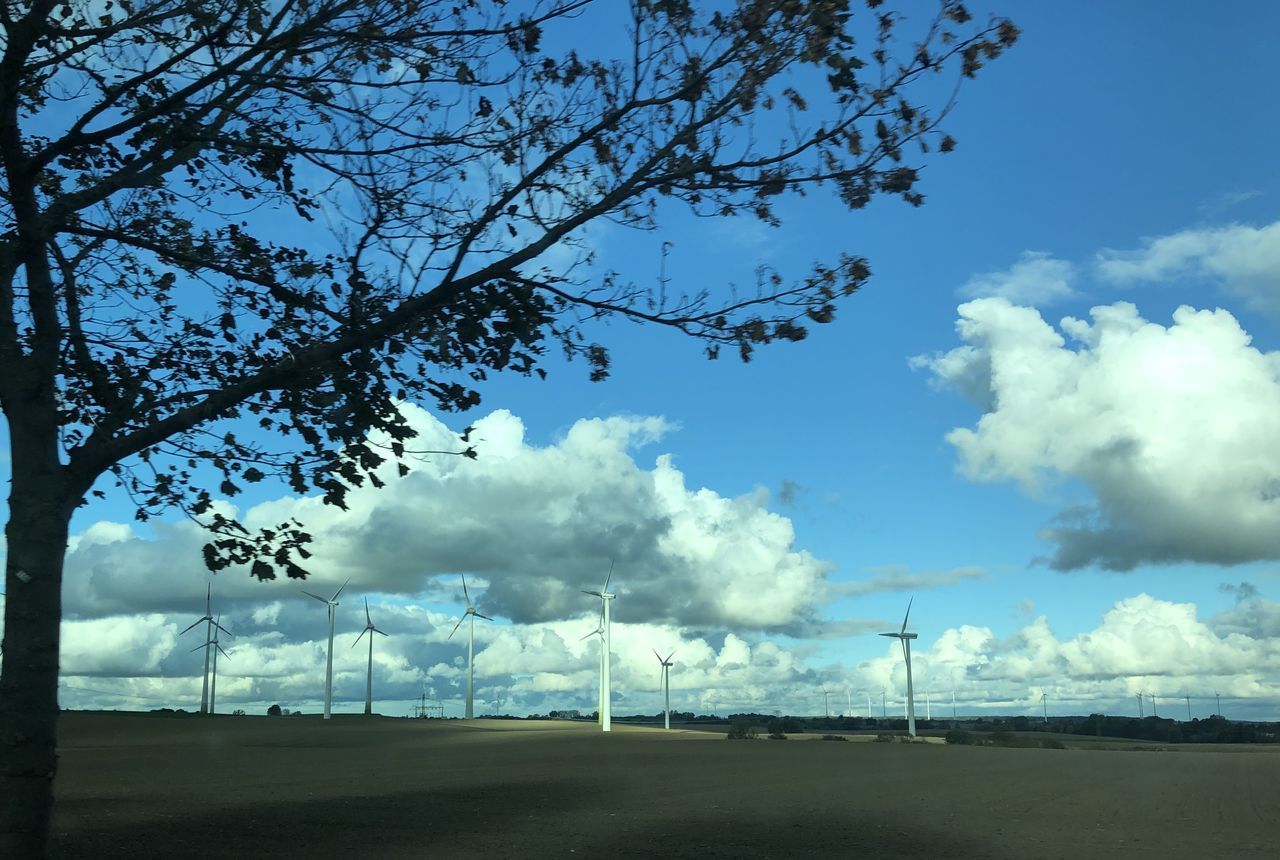 TREES ON FIELD AGAINST BLUE SKY