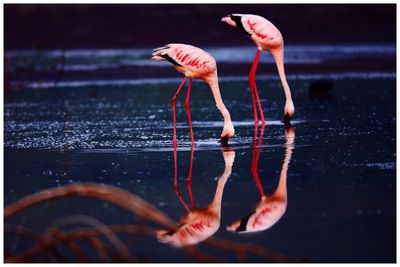Two flamingo birds in shallow water in kenya