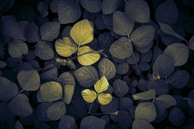 Full frame shot of leaves floating on water