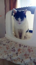 Portrait of cat sitting at home