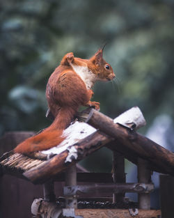 Squirrel sitting and scratching himself on a bird house