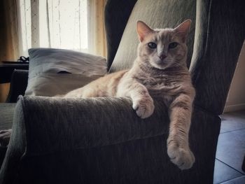 Portrait of cat relaxing on sofa at home