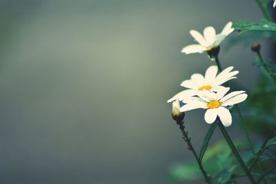 Close-up of white flowering plant