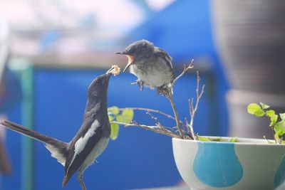 Close-up of bird perching on a plant