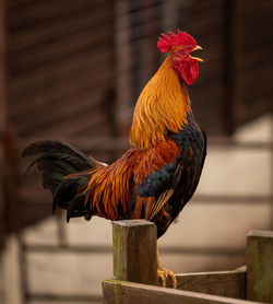 Close-up of rooster