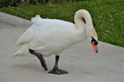 White swan