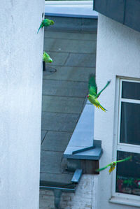 Bird on wall of building