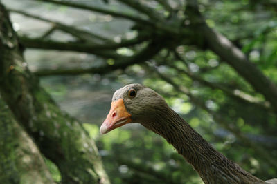 Close-up of a bird against blurred background