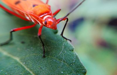 Close-up of red caterpillar on leaf