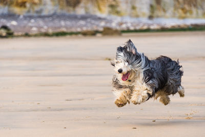 Dog running on sand at beach