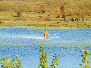 Horse in water