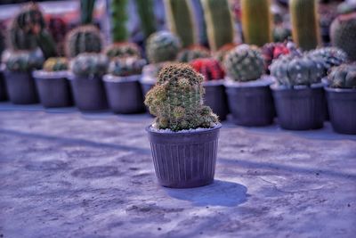 Close-up of succulent plant in pot