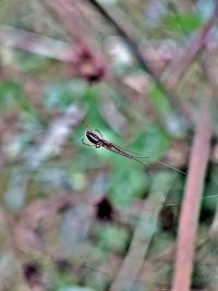 Close-up of insect on plant