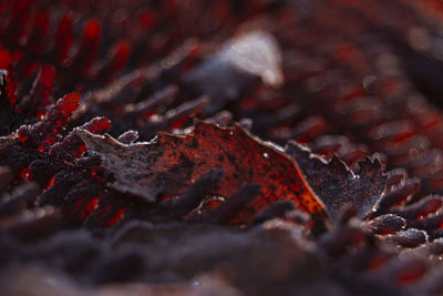 Close-up of autumn leaves on wood