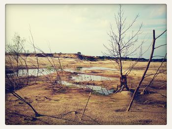 Bare trees on field against sky