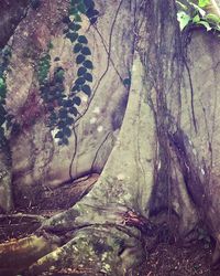 Close-up of tree trunk in forest