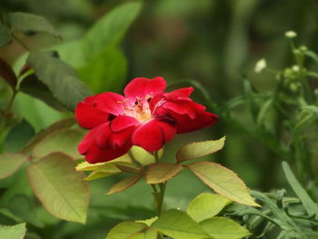 Close-up of red flowers blooming outdoors