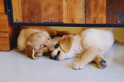 Close-up of dog relaxing on floor
