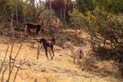 Horses on field