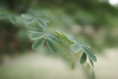 Close-up of green leaves