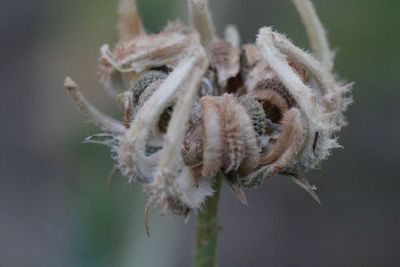 Close-up of flower plant