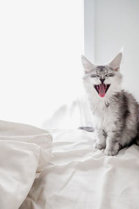 Silver maine coon kitten yawning