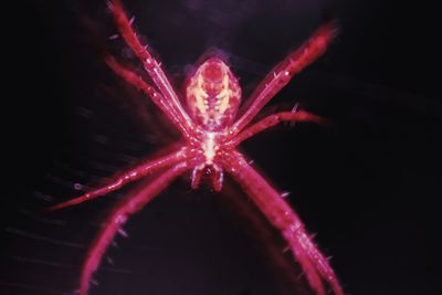 Close-up of fireworks over black background