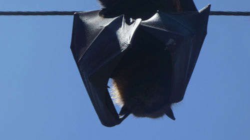 Low angle view of a bird flying against blue sky