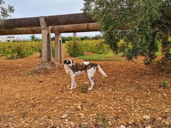 Dog standing in a field